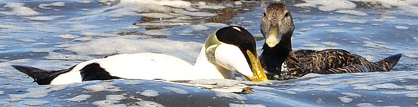 Male and female Eider ducks in Craster Harbour